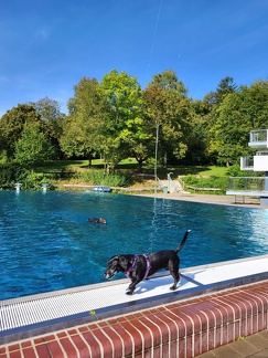Hundeschwimmen 2024