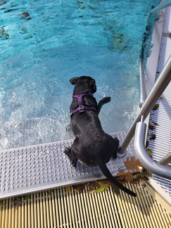 Hundeschwimmen 2024