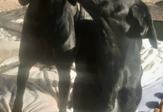 2021 03 12 McDog