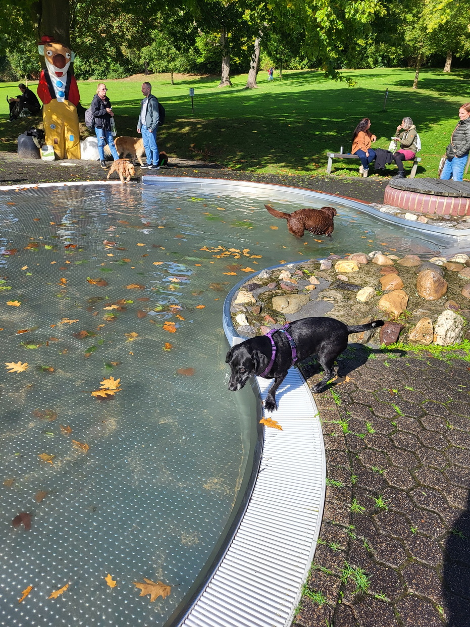 Hundeschwimmen 2024