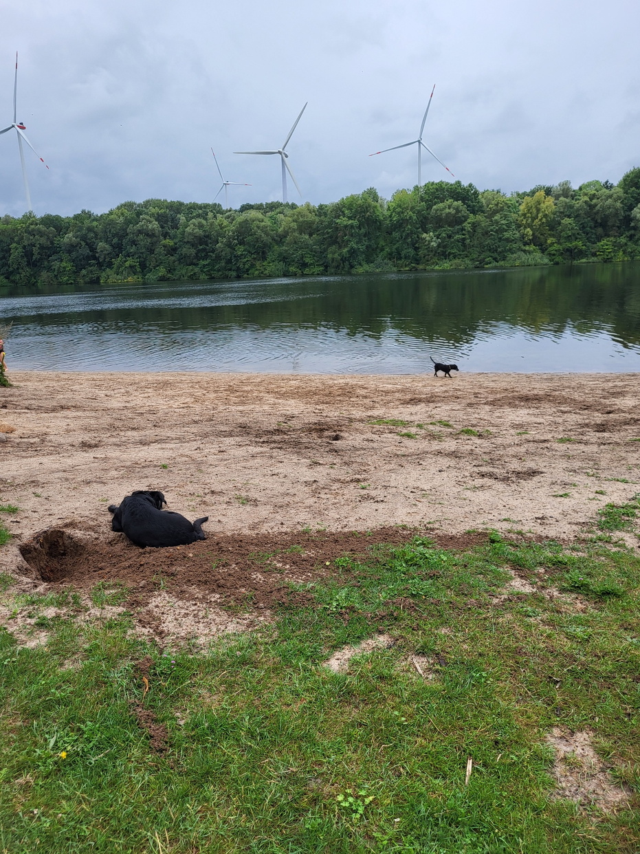 Hundespielplatz Bremen 2024